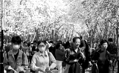 近日,在济南百花公园,相继盛开的花海引得游人驻足观赏 记者 王晓峰 摄